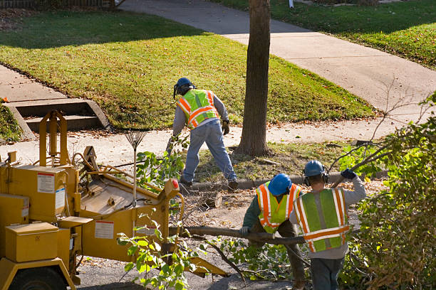 The Steps Involved in Our Tree Care Process in Reiffton, PA